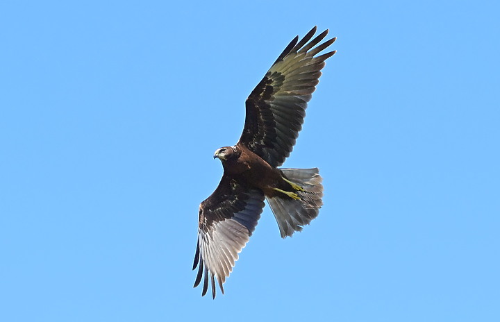 點我看大圖 D6+556PF東方澤鵟(龍鑾潭鳥族8號太空站)
