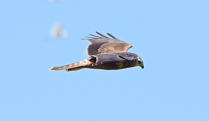 點我看大圖 D6+556PF東方澤鵟(龍鑾潭鳥族8號太空站)