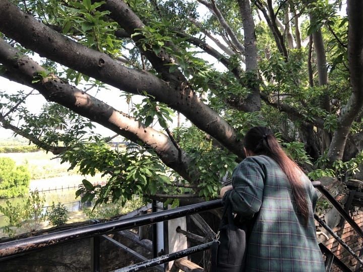 安平樹樹有驚喜 屋屋好熱去