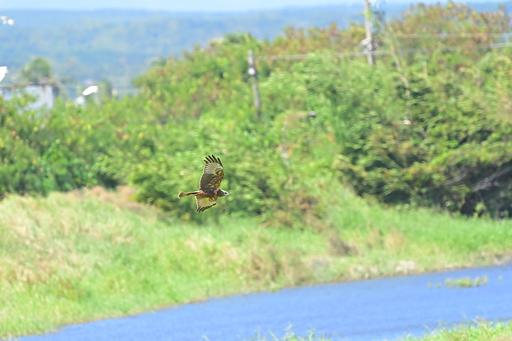 點我看大圖 D6+556PF東方澤鵟(龍鑾潭鳥族8號太空站)