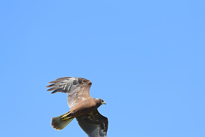 點我看大圖 D6+556PF東方澤鵟(龍鑾潭鳥族8號太空站)
