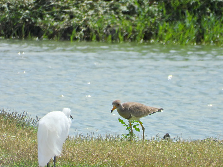 Nikon P1000的3000mm太給力，如願在龍鑾潭鳥族8號太空站拍到跳鴴。