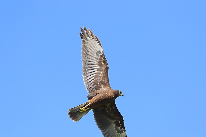 點我看大圖 D6+556PF東方澤鵟(龍鑾潭鳥族8號太空站)