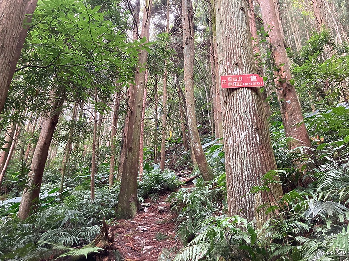 高島縱走|五星級森林療癒步道|一日縱走|完全攻略