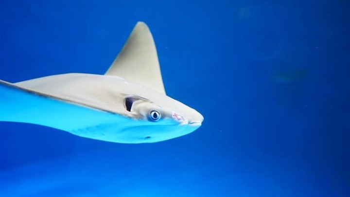 Xpark鯊魚嘴破、水母打結網怒：海洋動物煉獄