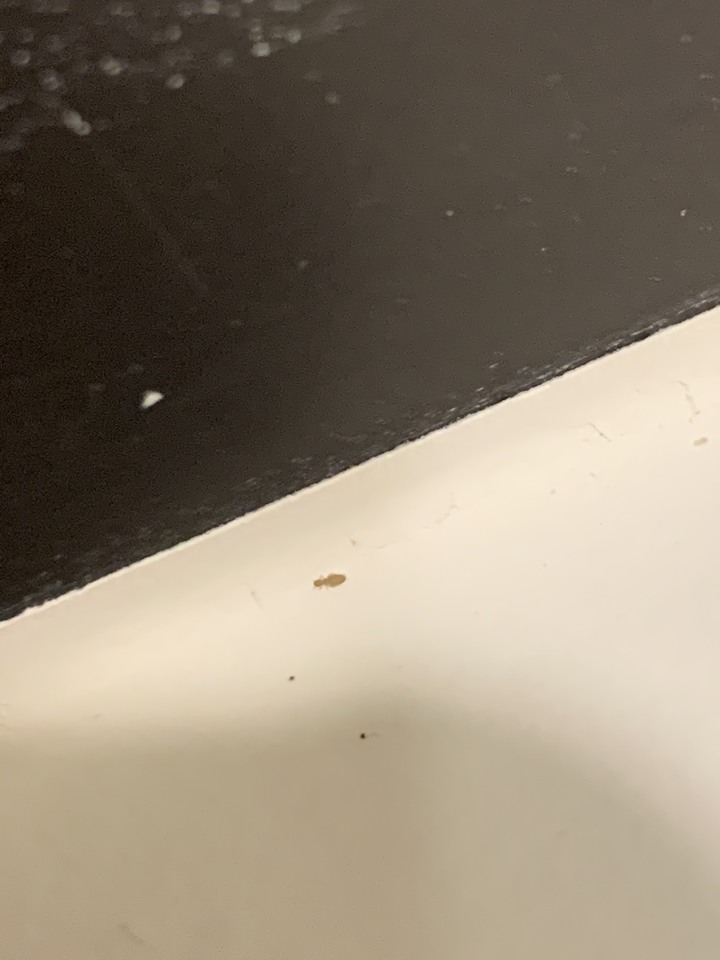[求救]近期家裡出現的小蟲