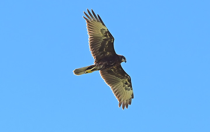 點我看大圖 D6+556PF東方澤鵟(龍鑾潭鳥族8號太空站)