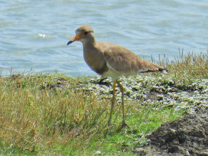 Nikon P1000的3000mm太給力，如願在龍鑾潭鳥族8號太空站拍到跳鴴。