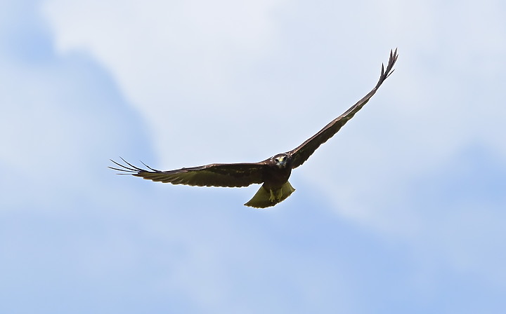 點我看大圖 D6+556PF東方澤鵟(龍鑾潭鳥族8號太空站)