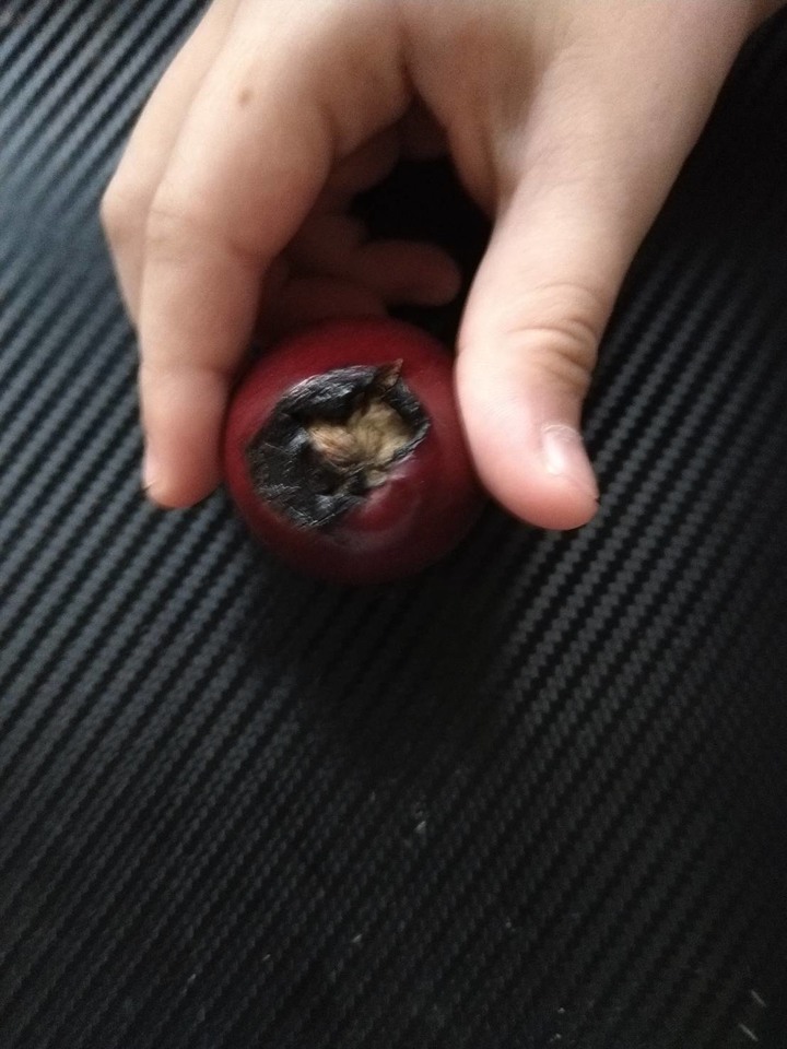 請問各位園藝達人，有人知道這是什麼植物嗎？