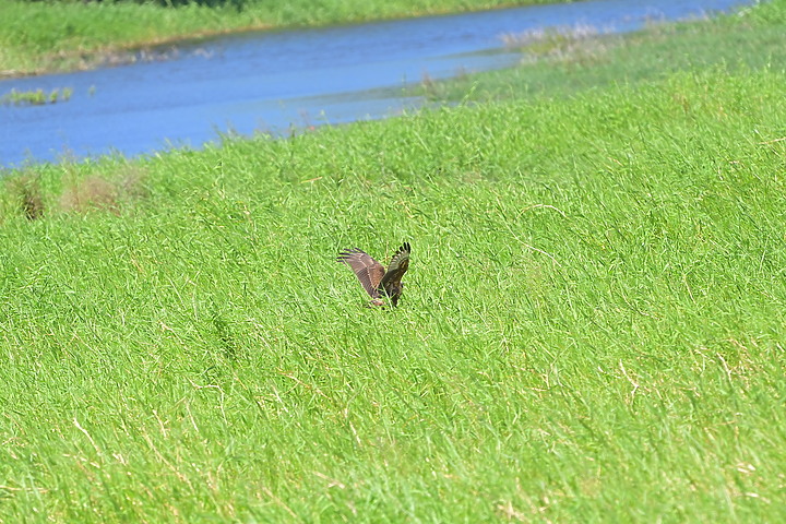 點我看大圖 D6+556PF東方澤鵟(龍鑾潭鳥族8號太空站)