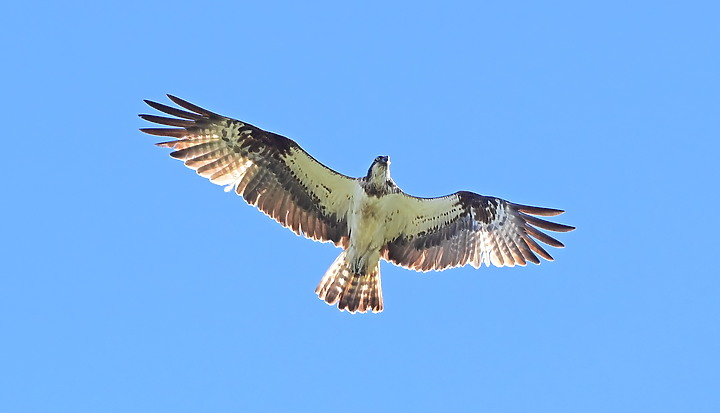點我看大圖 D6+556PF東方澤鵟(龍鑾潭鳥族8號太空站)