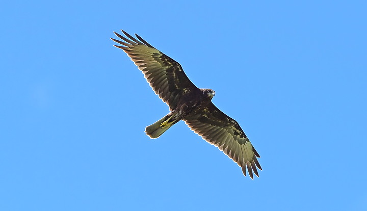 點我看大圖 D6+556PF東方澤鵟(龍鑾潭鳥族8號太空站)