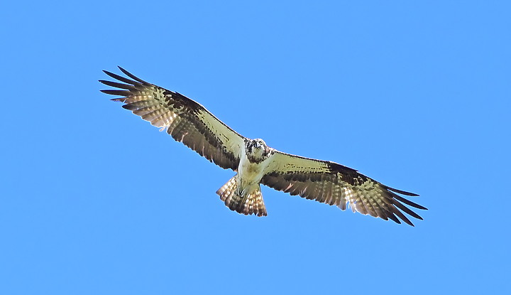 點我看大圖 D6+556PF東方澤鵟(龍鑾潭鳥族8號太空站)