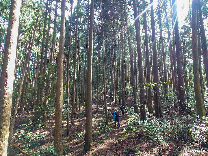 高島縱走｜五星級森林療癒步道｜一日縱走｜完全攻略