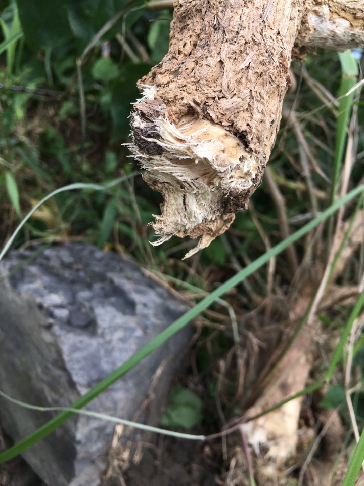 九重葛被什麼破壞？