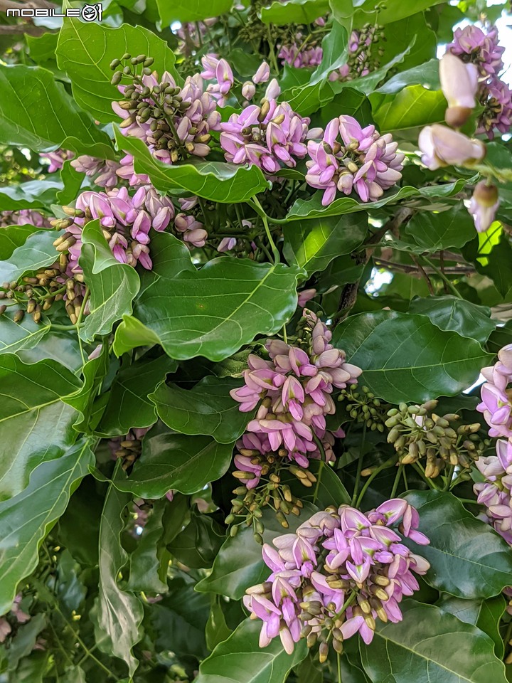 水黃皮 台南市安平區林墨娘公園 10/11