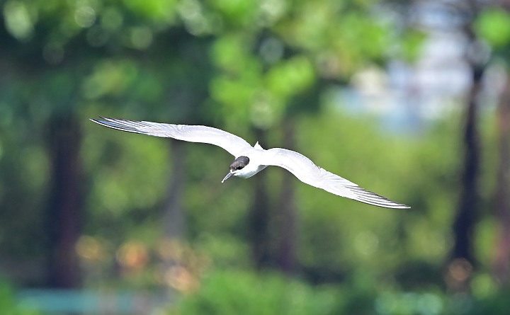 D6+556PF普通燕鷗或白嘴端鳳頭燕鷗？(確認是普通燕鷗)