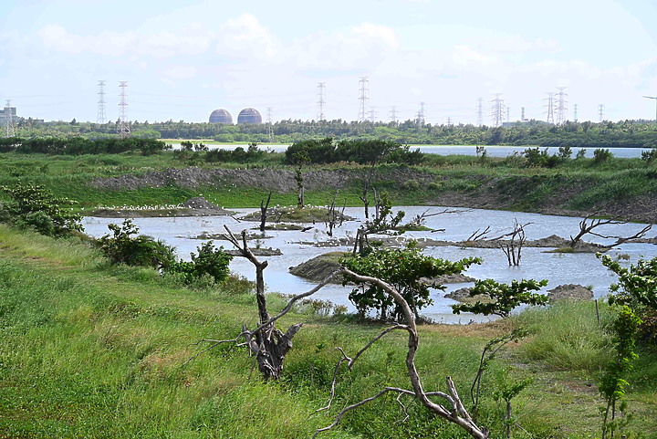 Nikon Z5的4K記錄上千隻黃頭鷺，落腳龍鑾潭鳥族8號太空站復育中的濕地。