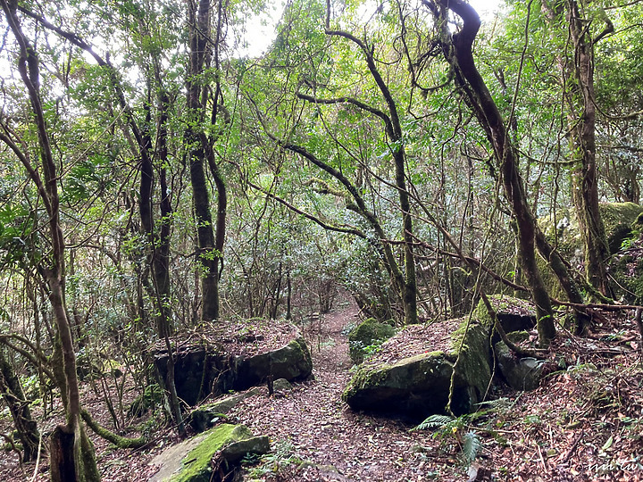 高島縱走|五星級森林療癒步道|一日縱走|完全攻略