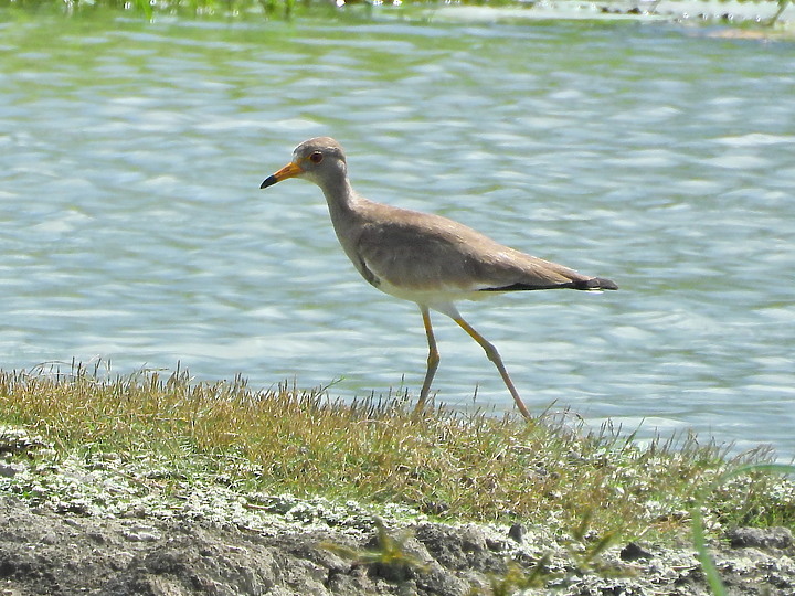 Nikon P1000的3000mm太給力，如願在龍鑾潭鳥族8號太空站拍到跳鴴。