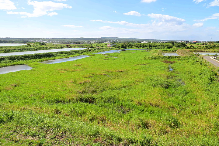 Nikon Z5的4K記錄上千隻黃頭鷺，落腳龍鑾潭鳥族8號太空站復育中的濕地。