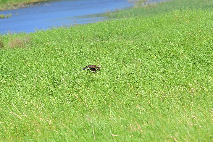 點我看大圖 D6+556PF東方澤鵟(龍鑾潭鳥族8號太空站)