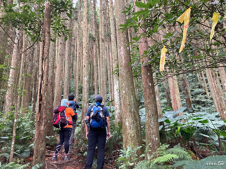 高島縱走|五星級森林療癒步道|一日縱走|完全攻略