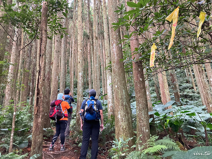 高島縱走｜五星級森林療癒步道｜一日縱走｜完全攻略