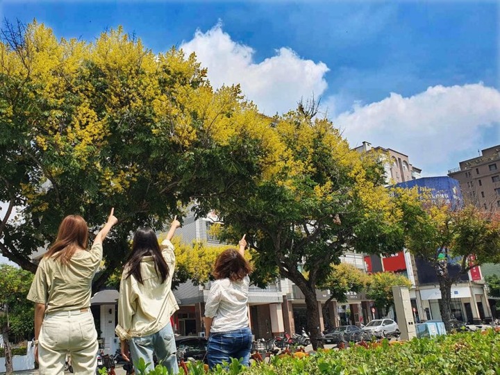 秋季限定美景「黃金雨」到來！台中17處台灣欒樹金黃耀眼綻放