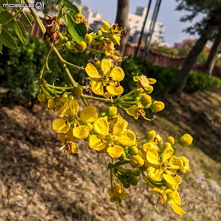 台灣欒樹 台南市西港區綠川廊道 10/03