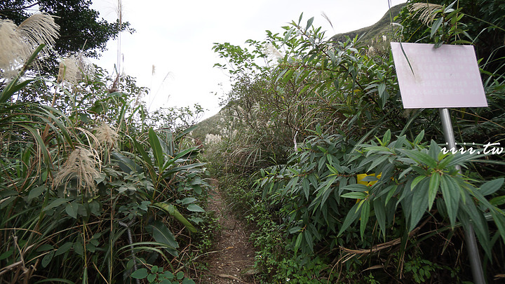 鴿子岩・芒花秘境