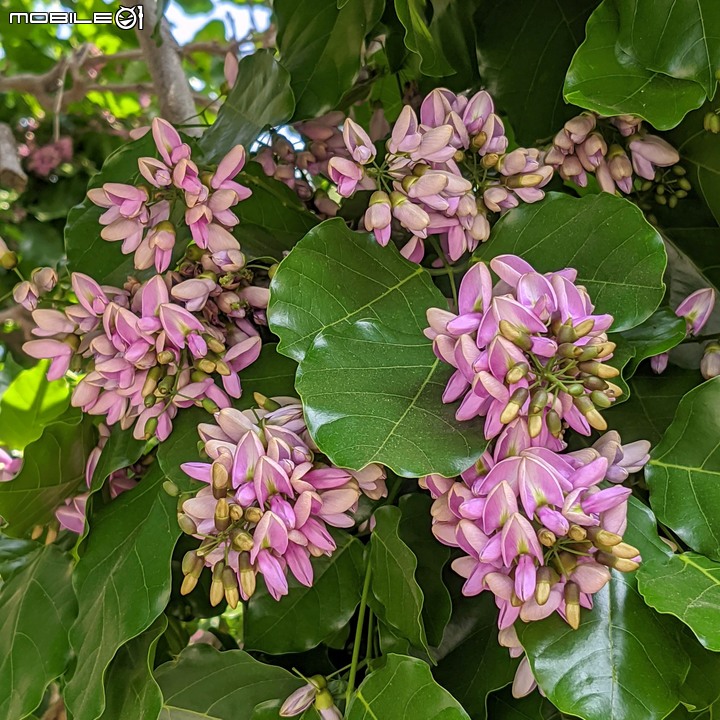 水黃皮 台南市安平區林墨娘公園 10/11