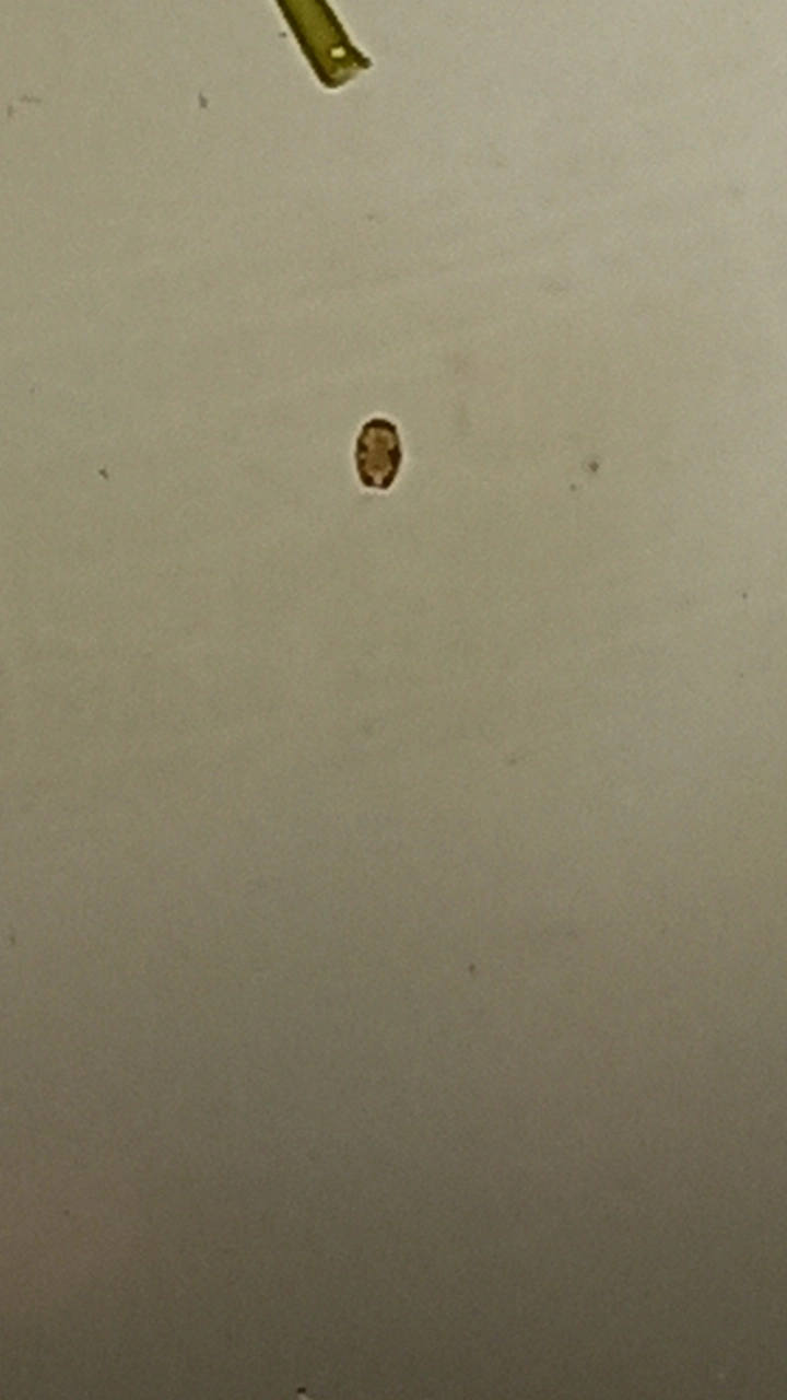 大家好 目前有養水草 但卻發現這個蟲 請問大家這是甚麼蟲 Mobile01