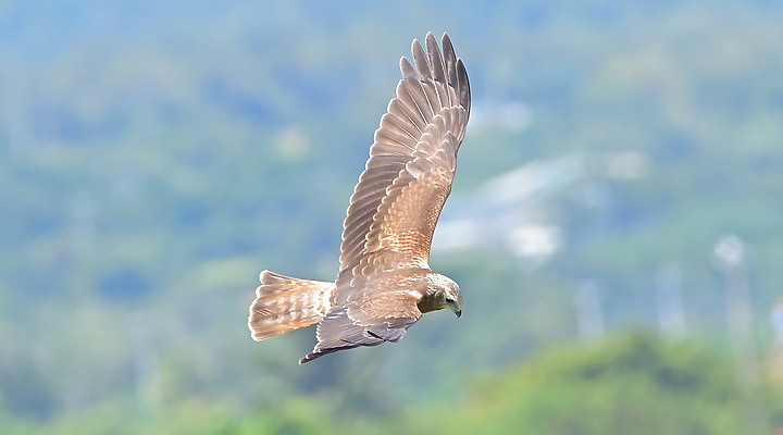 點我看大圖 D6+556PF東方澤鵟(龍鑾潭鳥族8號太空站)