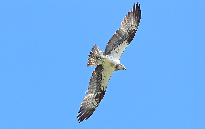 點我看大圖 D6+556PF東方澤鵟(龍鑾潭鳥族8號太空站)