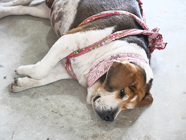 雲林 斗六 石榴班驛|石榴站車站及職員宿舍 — 堪稱秘境車站的木造站房與職員宿舍