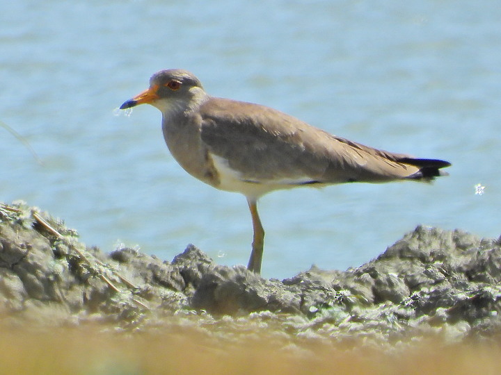 點我看大圖 Nikon P1000的3000mm太給力,如願在龍鑾潭鳥族8號太空站拍到跳鴴。