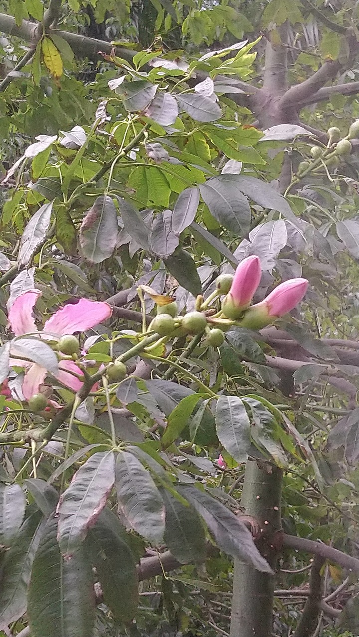 路邊植物