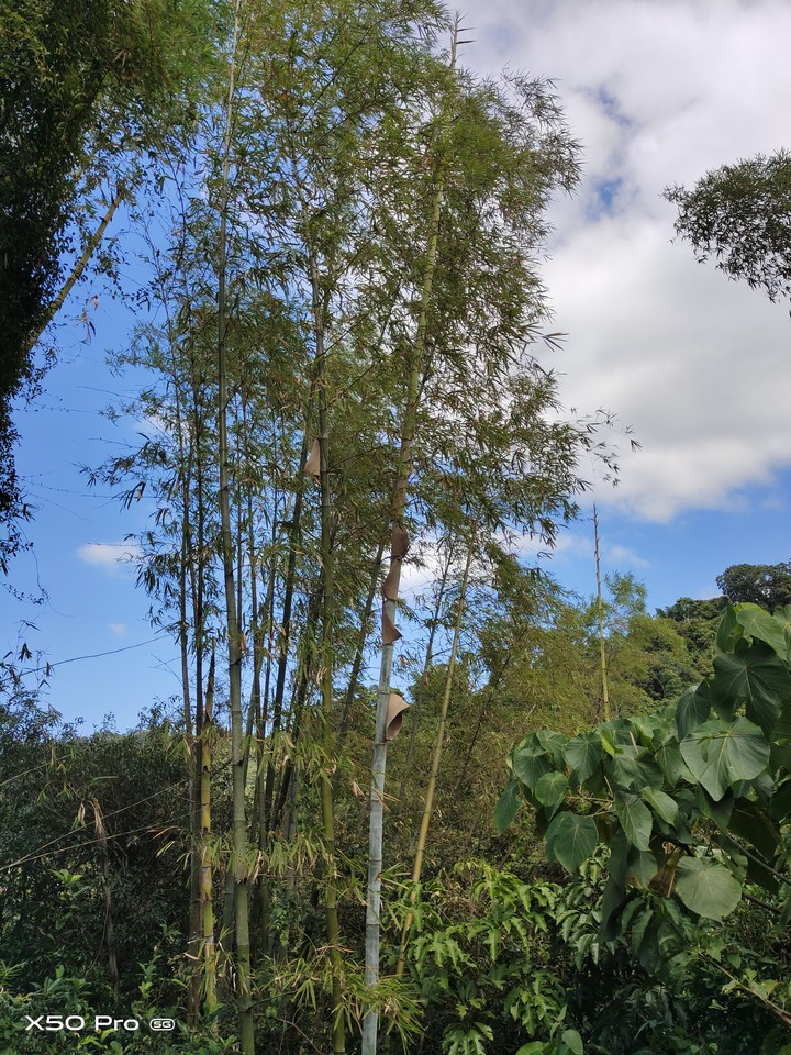 請問同一隻手機4800萬鏡頭跟1200萬鏡頭，這兩張照片哪一張是畫質較好的