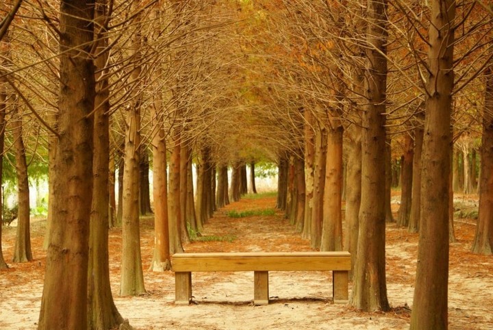 全台落羽松特搜！精選六大浪漫「三色肉鬆」秘境