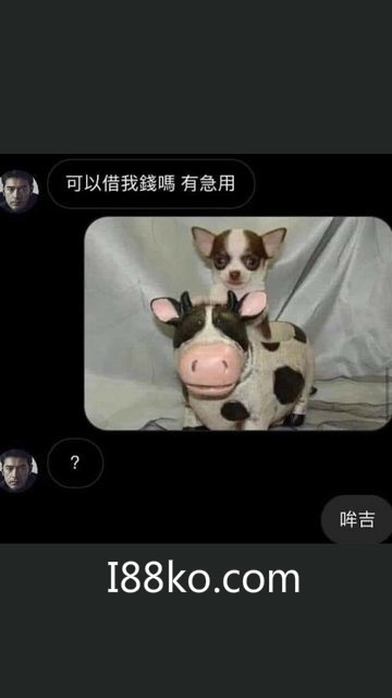 吉娃娃梗圖最近超級夯~最新吉娃娃圖!!