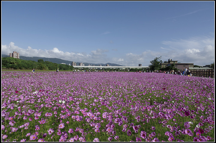 2020關渡花海