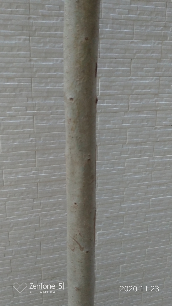 光臘樹大量落綠葉，可否勞請專家大大撥冗看看呢？