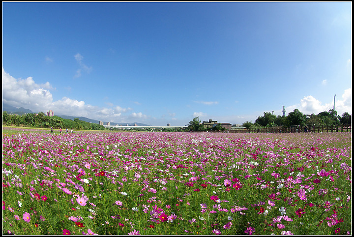 關渡花海-20201122