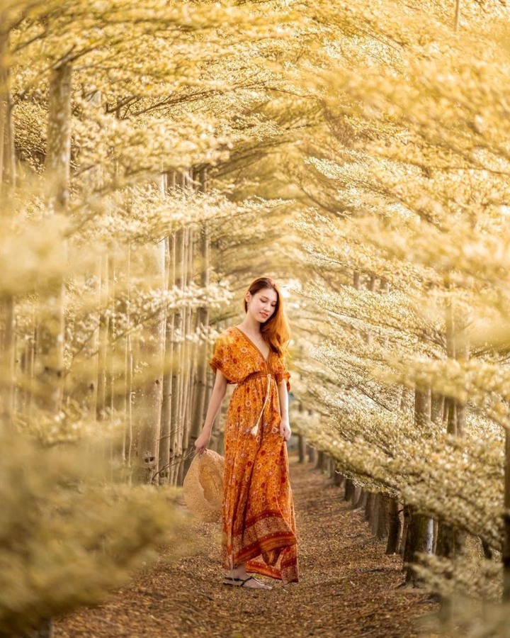 彰化田尾必拍絕美「偽雪景」小葉欖仁森林