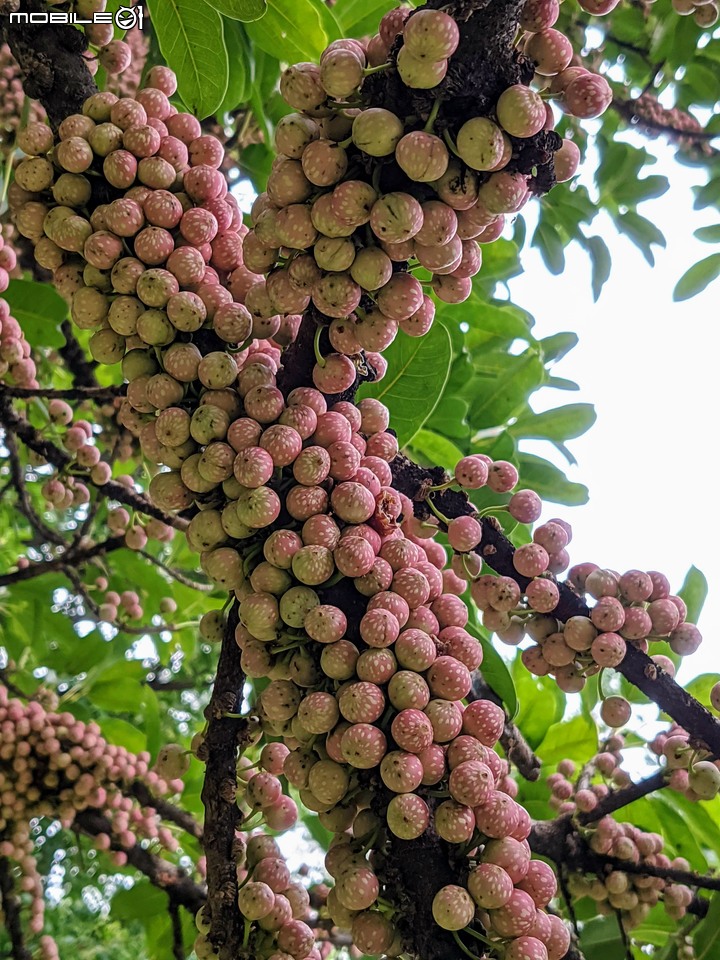 雀榕+黑板樹 台南市永康區永康公園 11/14