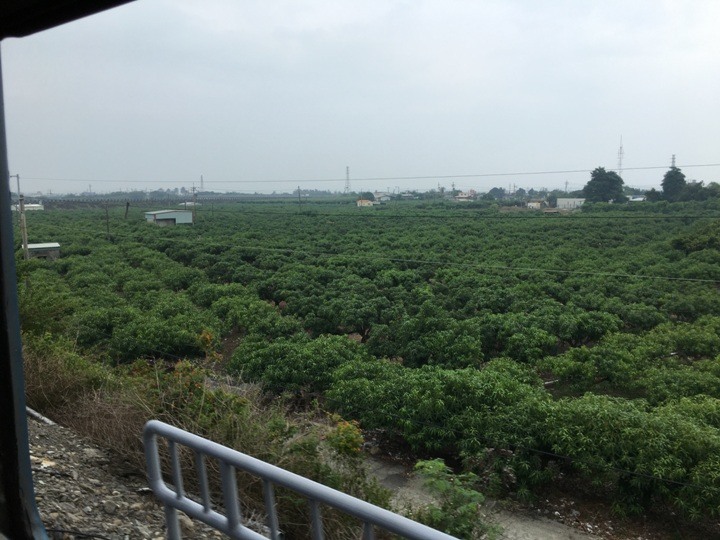 搭末班車「藍皮普快」騎遊台東鹿野