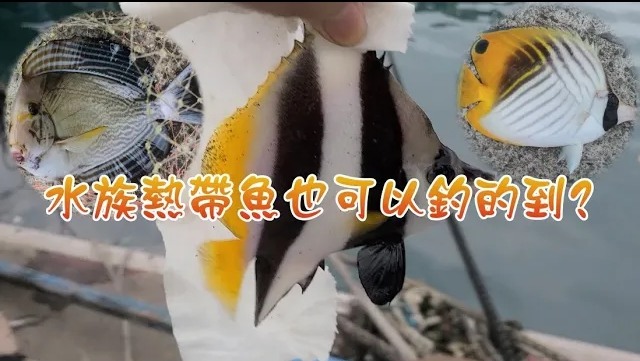 教你如何釣熱帶魚回家養.-黑白關刀蝶魚