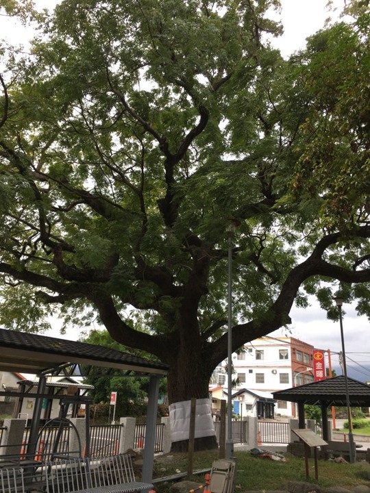 搭末班車「藍皮普快」騎遊台東鹿野